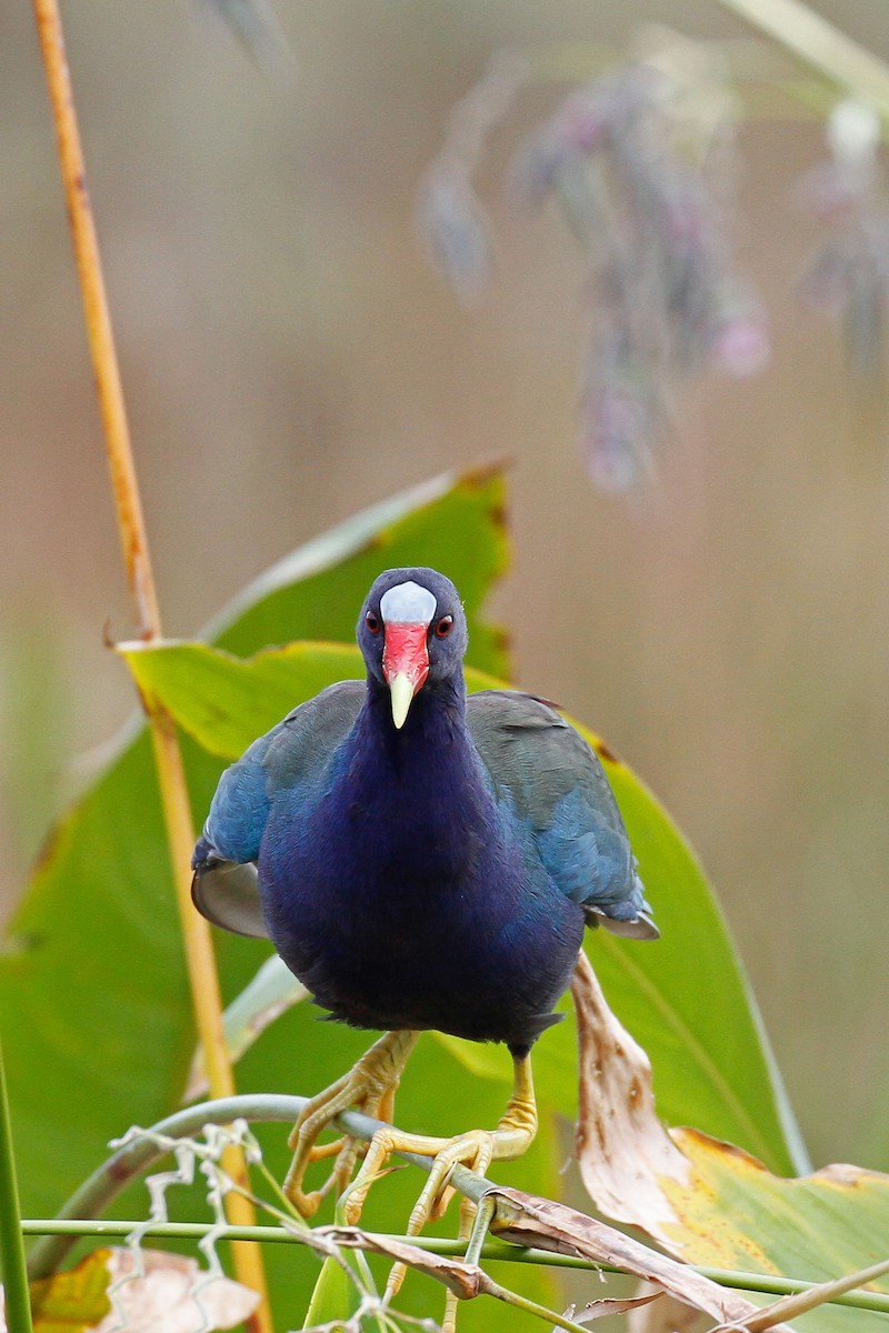 Purple Gallinule - Linda Widdop