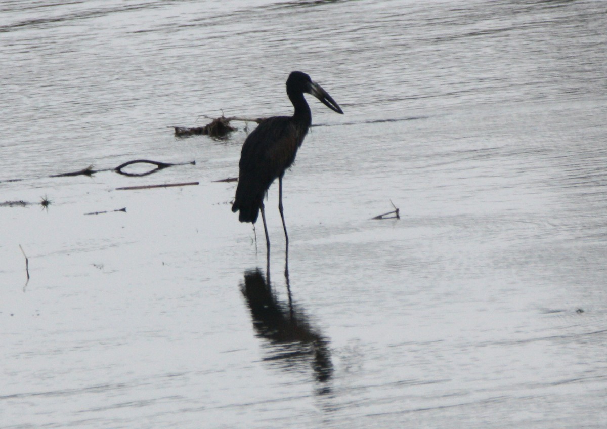 African Openbill - ML73309881