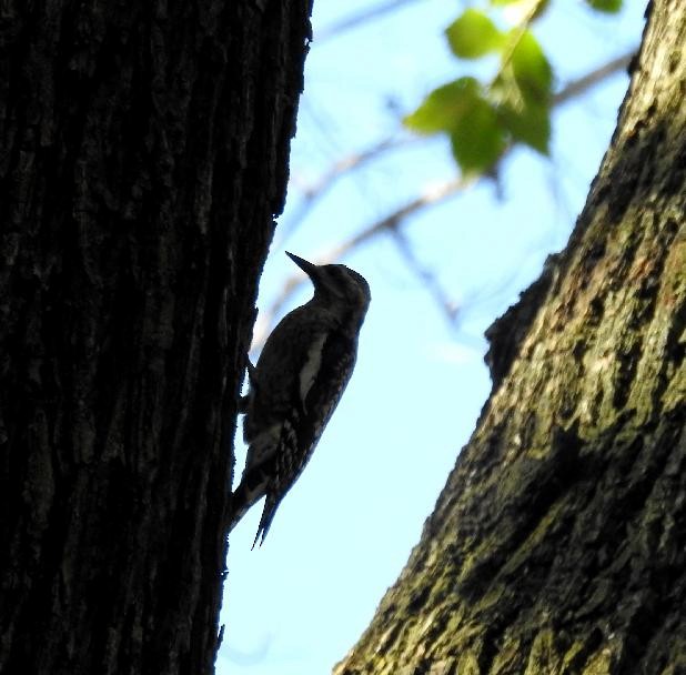 Yellow-bellied Sapsucker - ML73311921