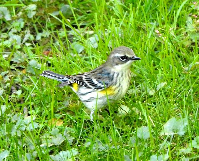 Yellow-rumped Warbler (Myrtle) - ML73311991