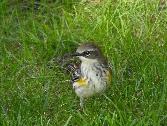 Yellow-rumped Warbler (Myrtle) - ML73312011