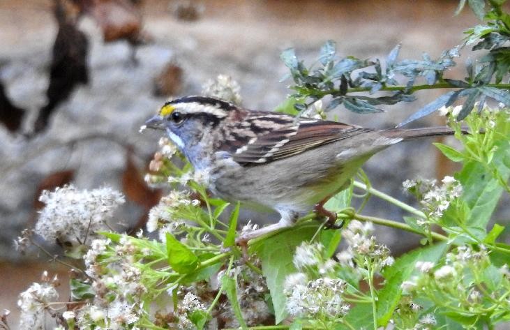 White-throated Sparrow - ML73312291