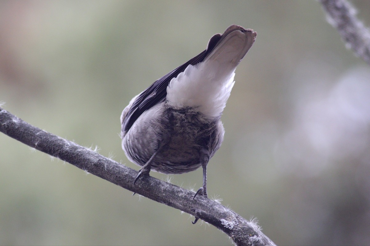 Clark's Nutcracker - ML73312551