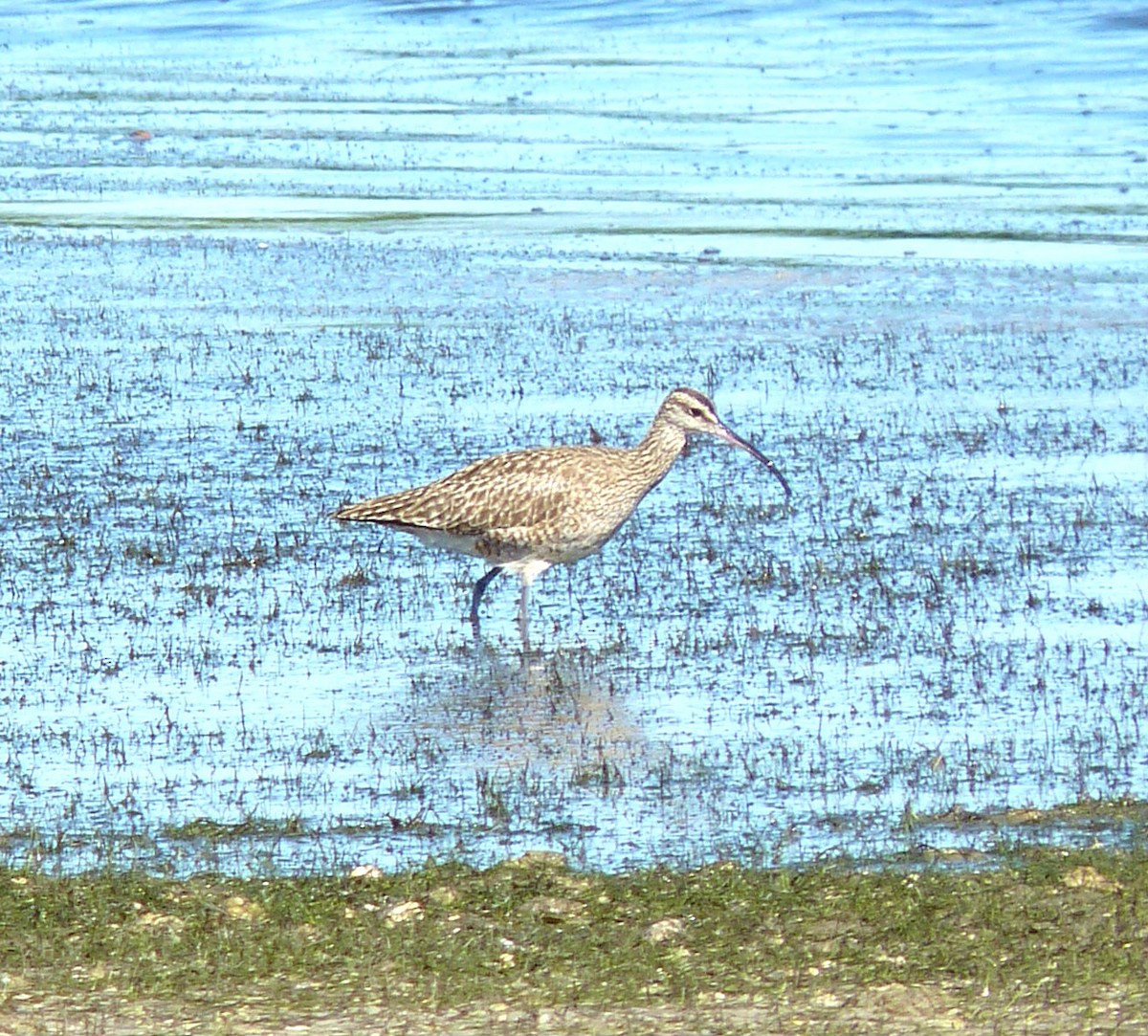 Whimbrel - Gigi DelPizzo