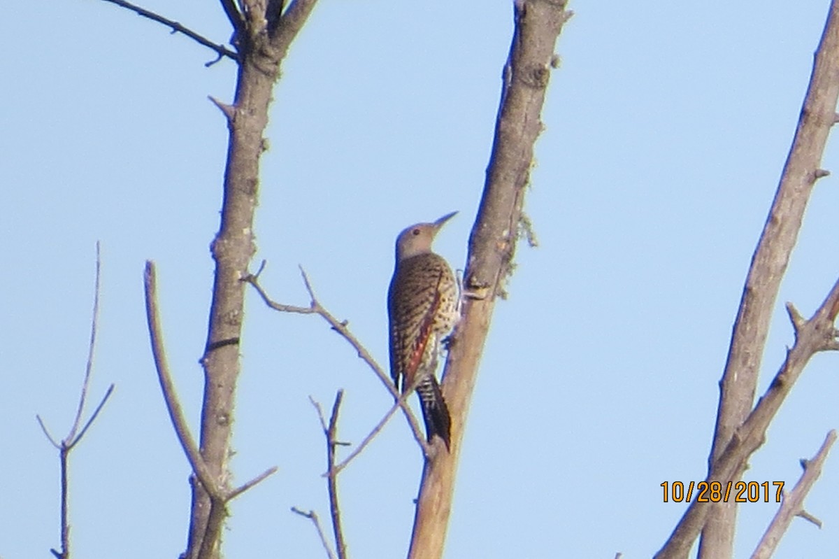 Northern Flicker (Red-shafted) - ML73316751