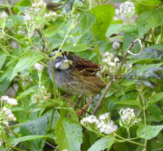 White-throated Sparrow - ML73317541