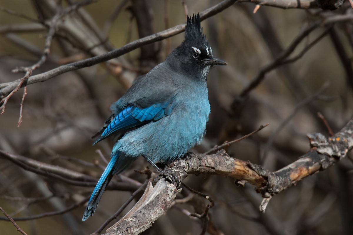 Steller's Jay - ML73317671