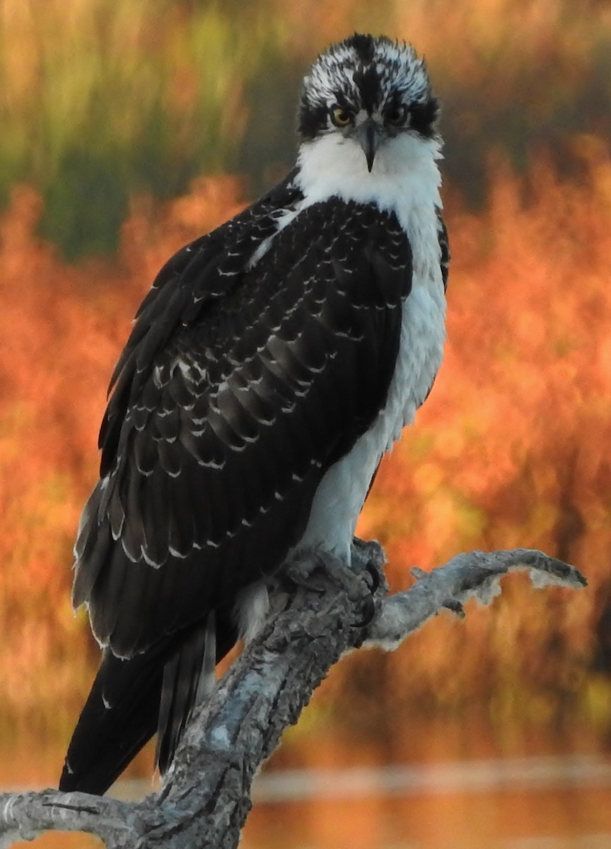 Osprey - ML73317801