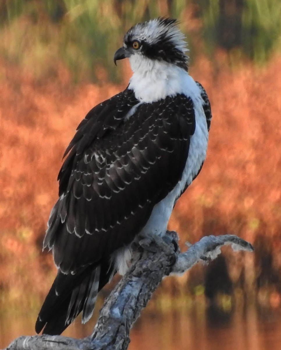 Osprey - ML73317831