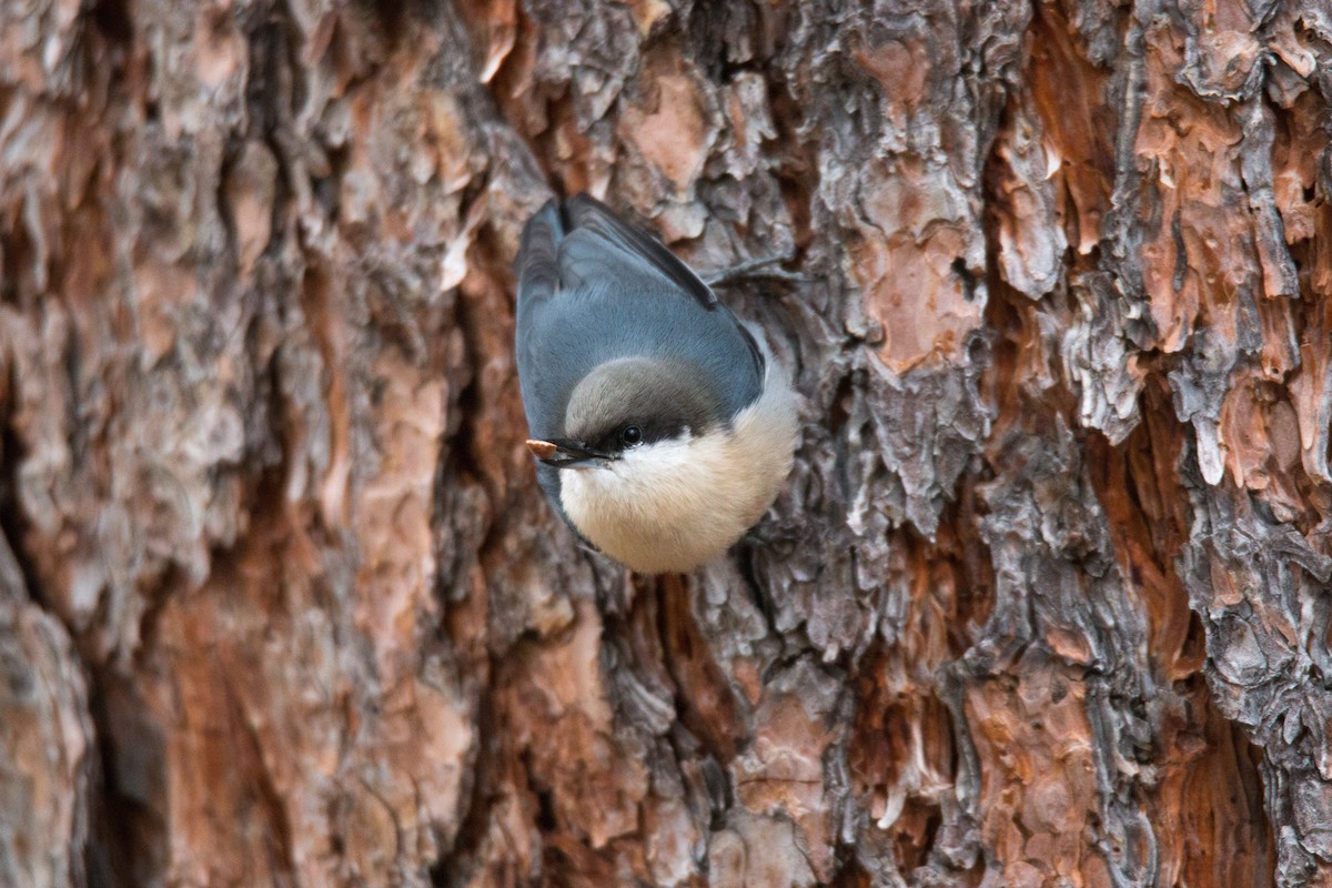 Pygmy Nuthatch - ML73318131