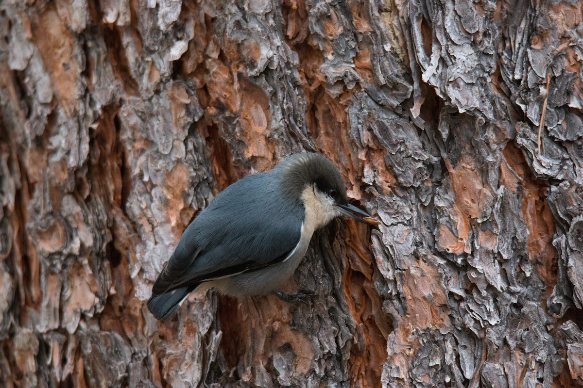 Pygmy Nuthatch - ML73318161