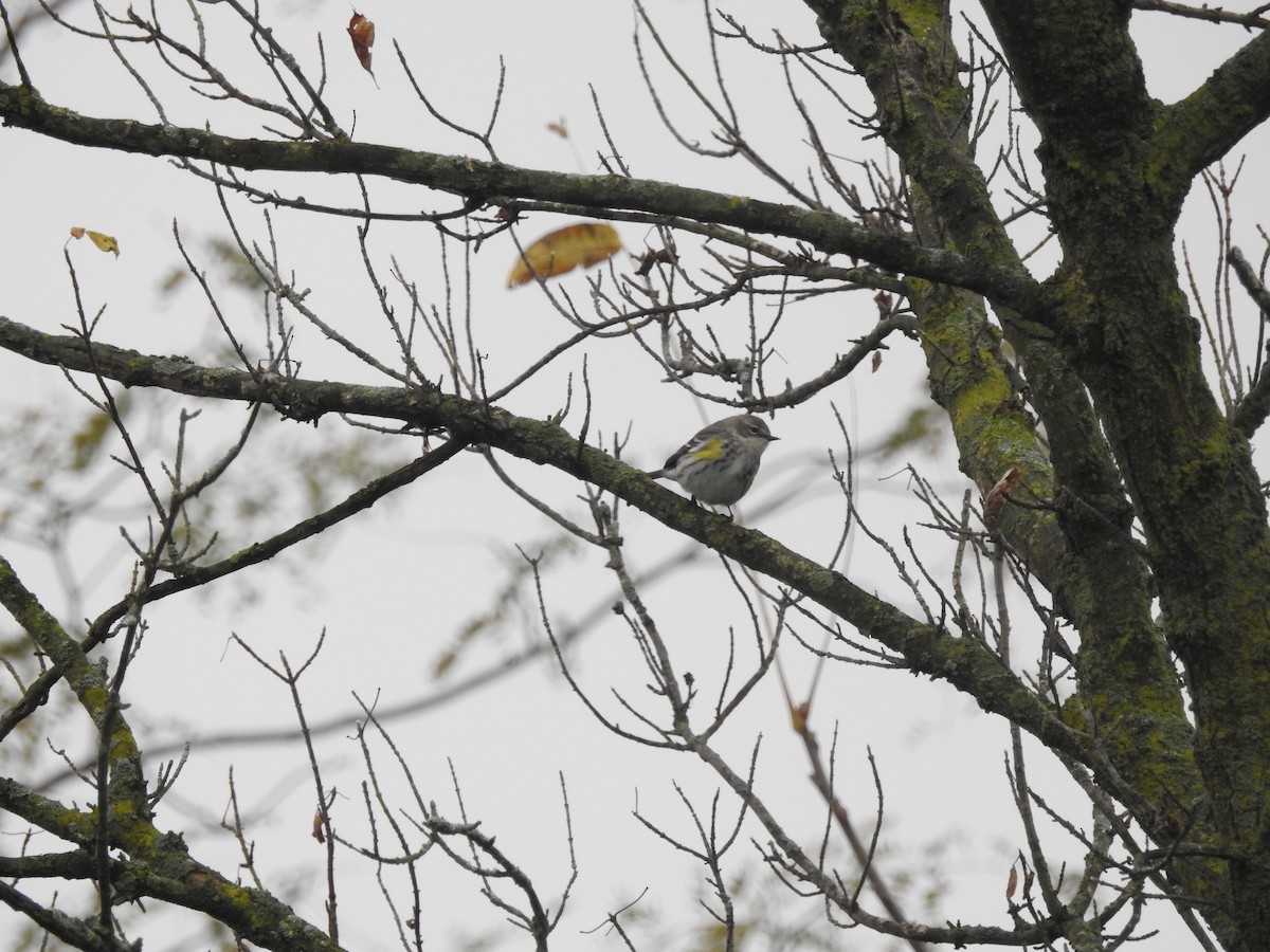 Yellow-rumped Warbler - ML73318371