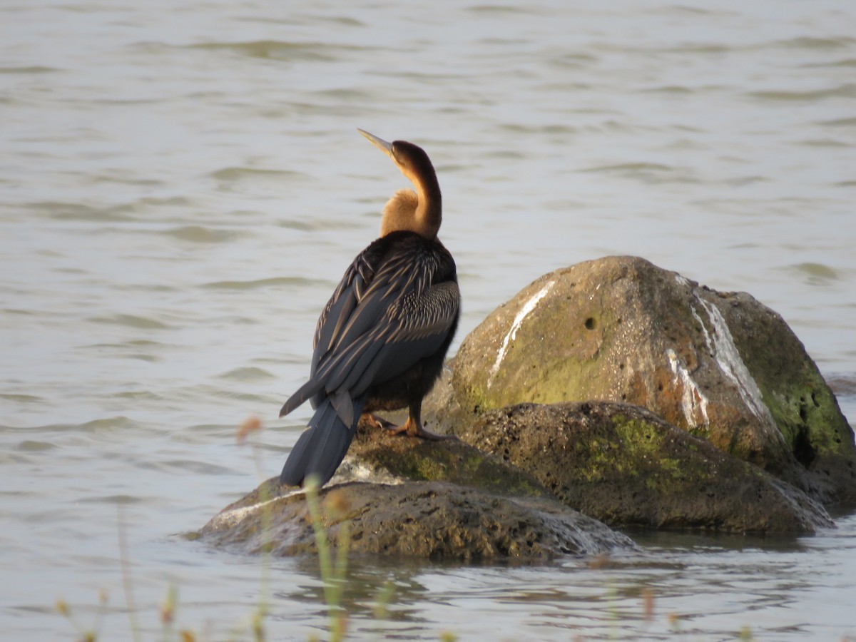 Anhinga d'Afrique - ML73318691