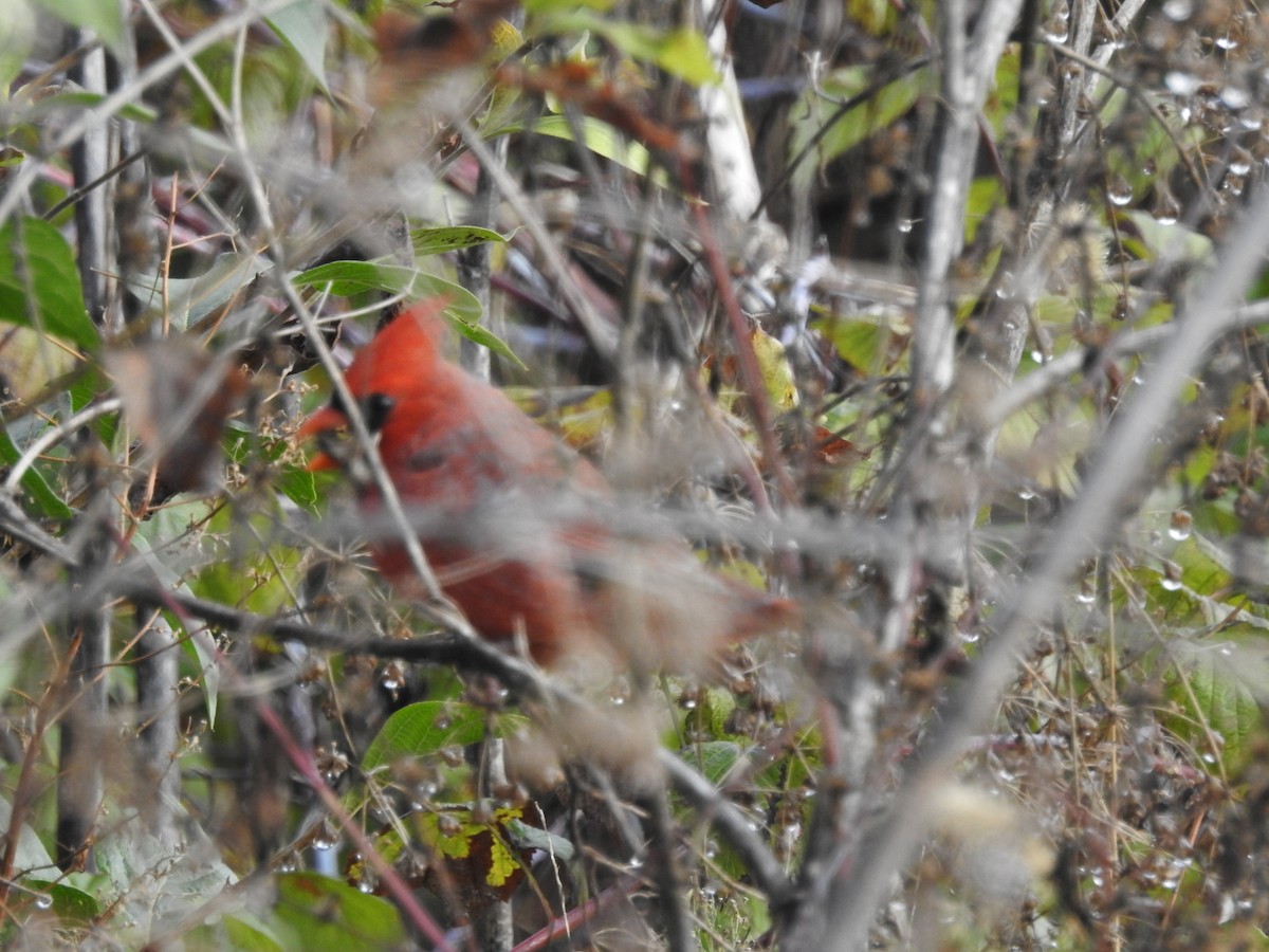 Northern Cardinal - Rick Luehrs