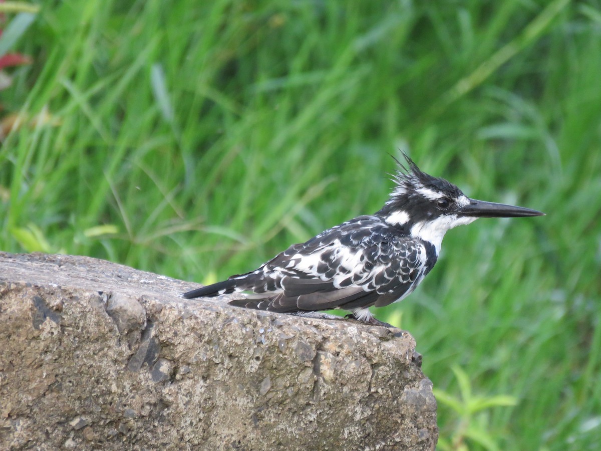 Pied Kingfisher - ML73318841