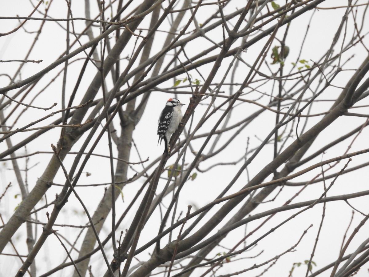 Downy Woodpecker - ML73319101