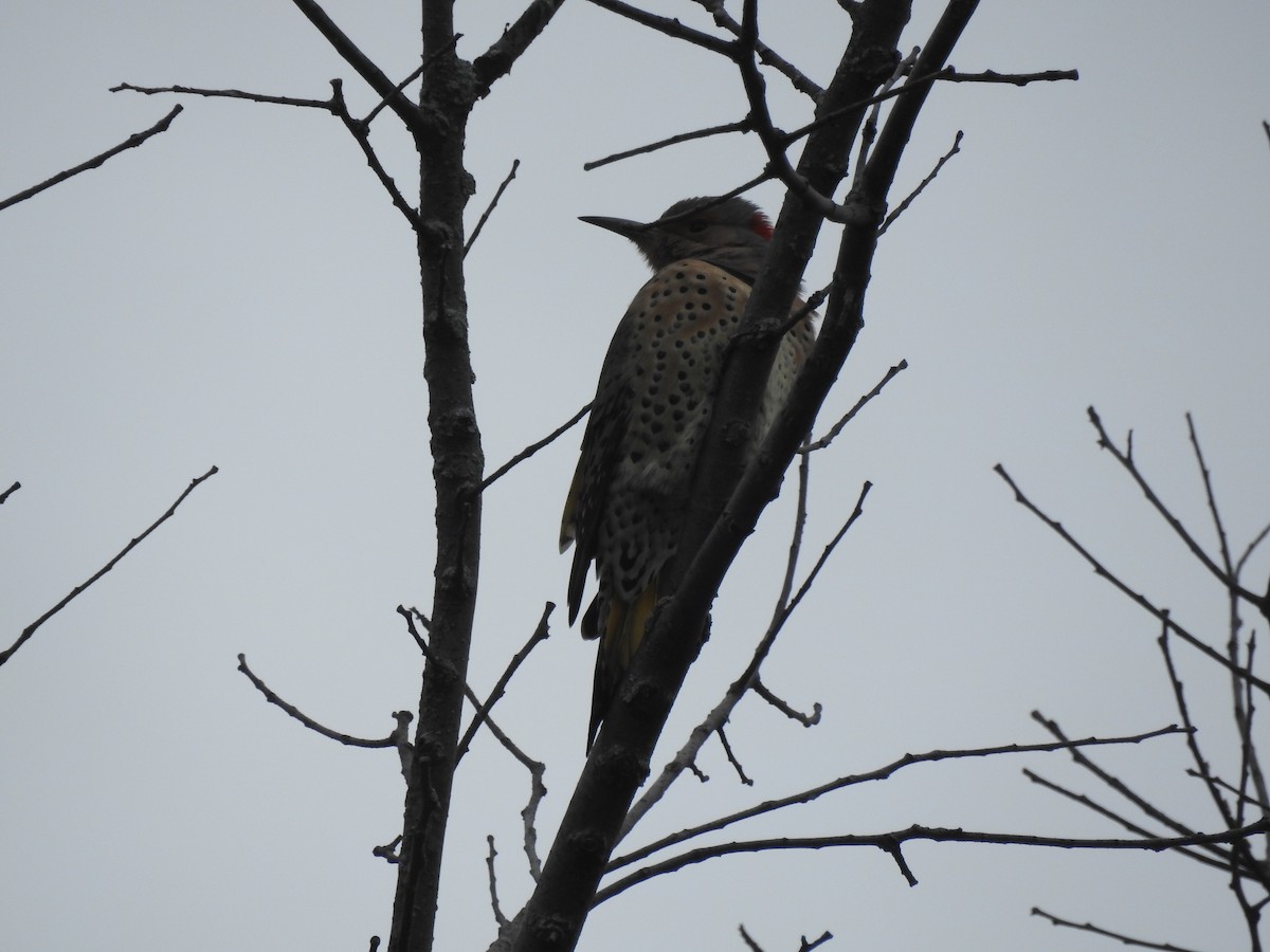 Northern Flicker - ML73319191