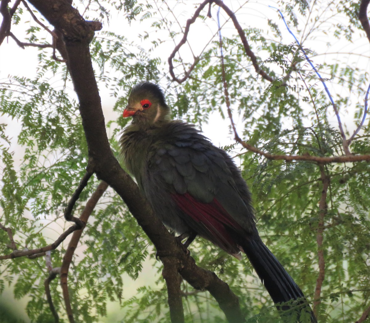 White-cheeked Turaco - ML73319311