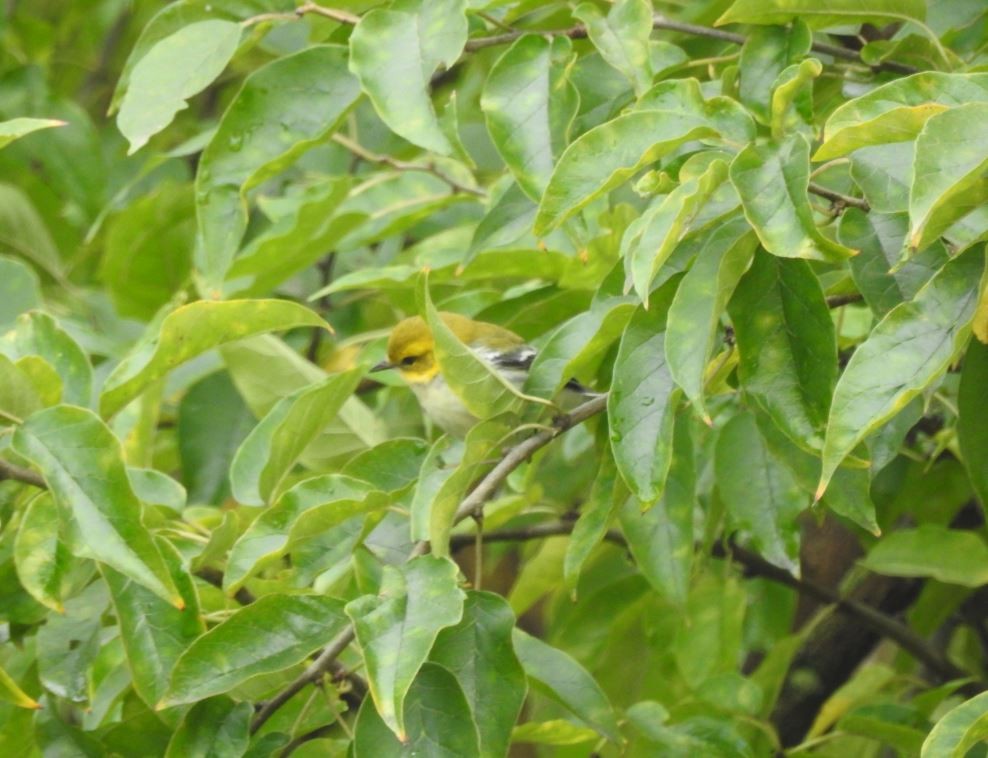 Black-throated Green Warbler - ML73319361