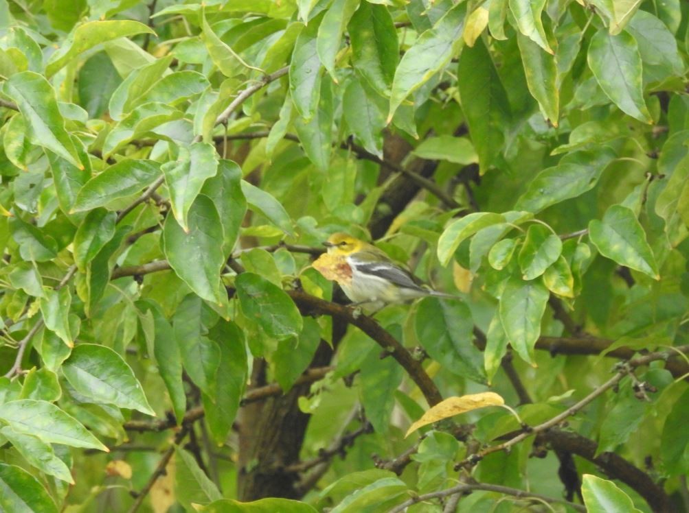 Black-throated Green Warbler - ML73319371