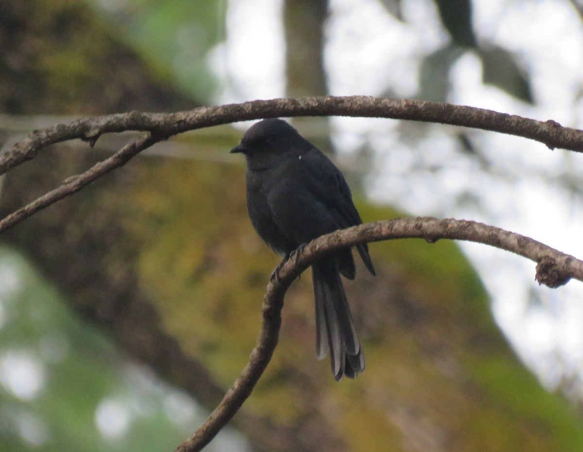 African Paradise-Flycatcher - ML73319401