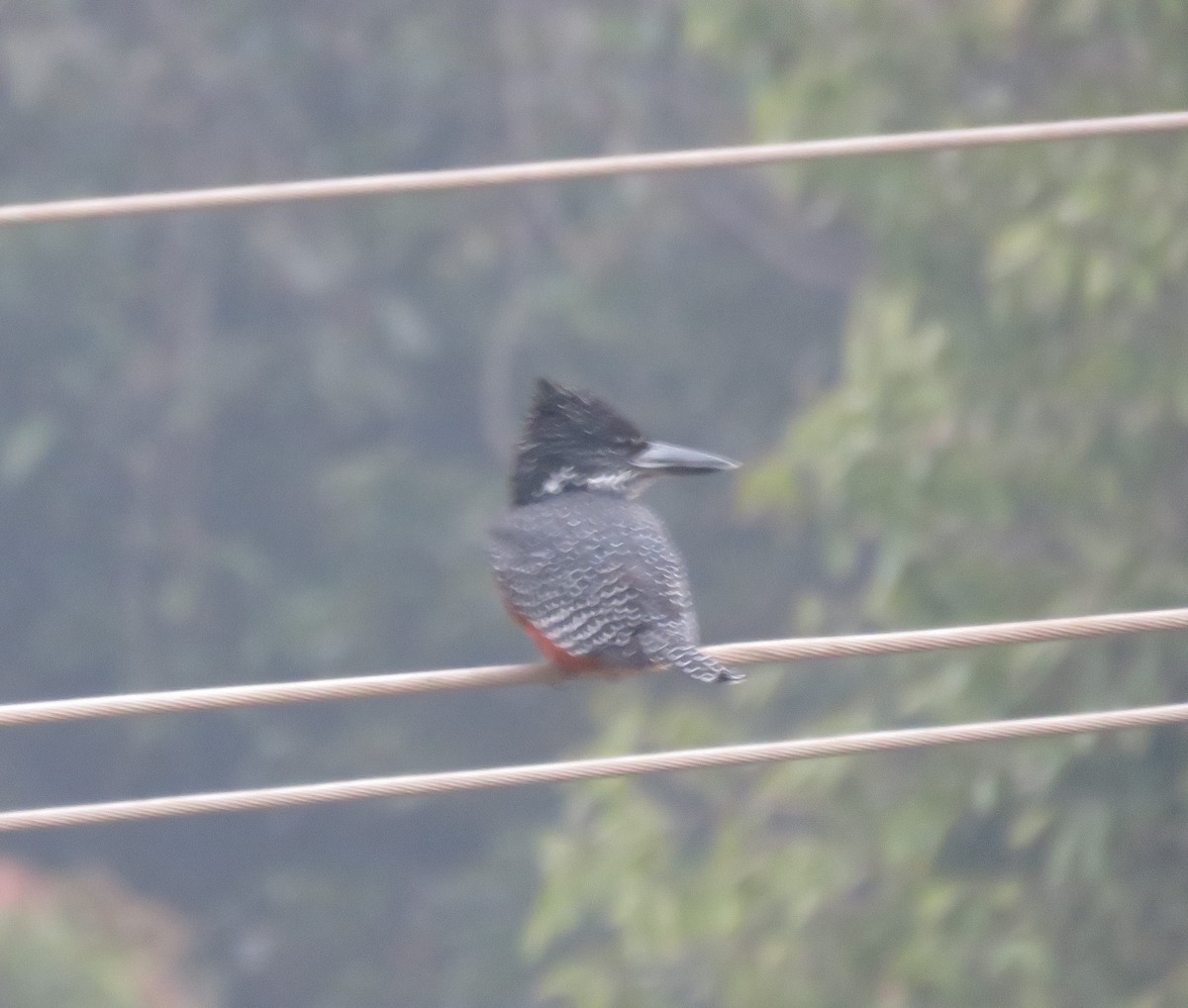 Giant Kingfisher - ML73319411