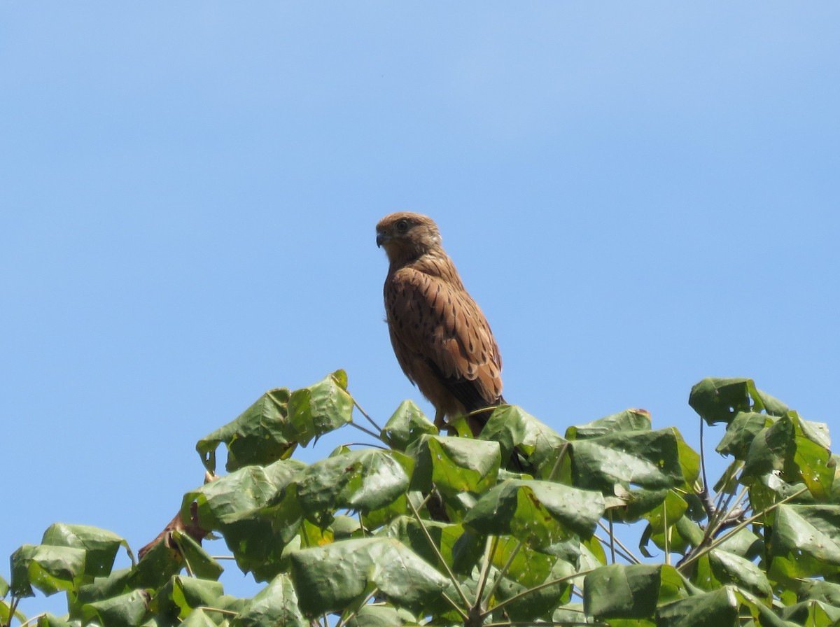 Fox Kestrel - Monte Neate-Clegg