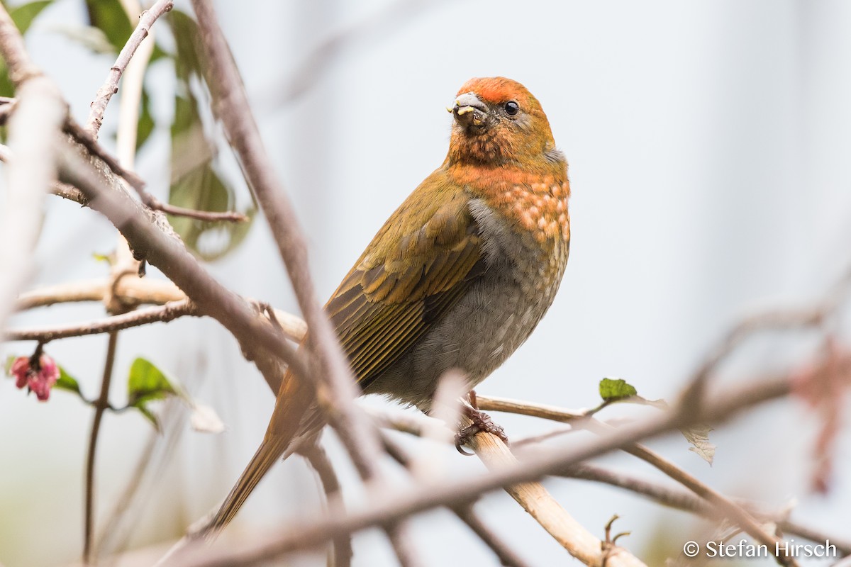 Crimson-browed Finch - ML73321781