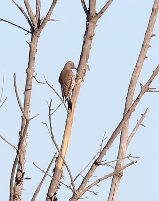 Northern Flicker - ML73322471