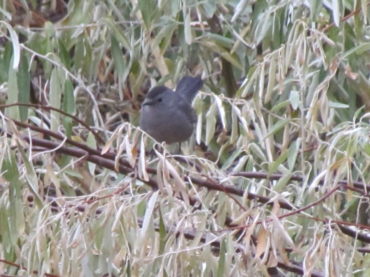 Gray Catbird - ML73322841