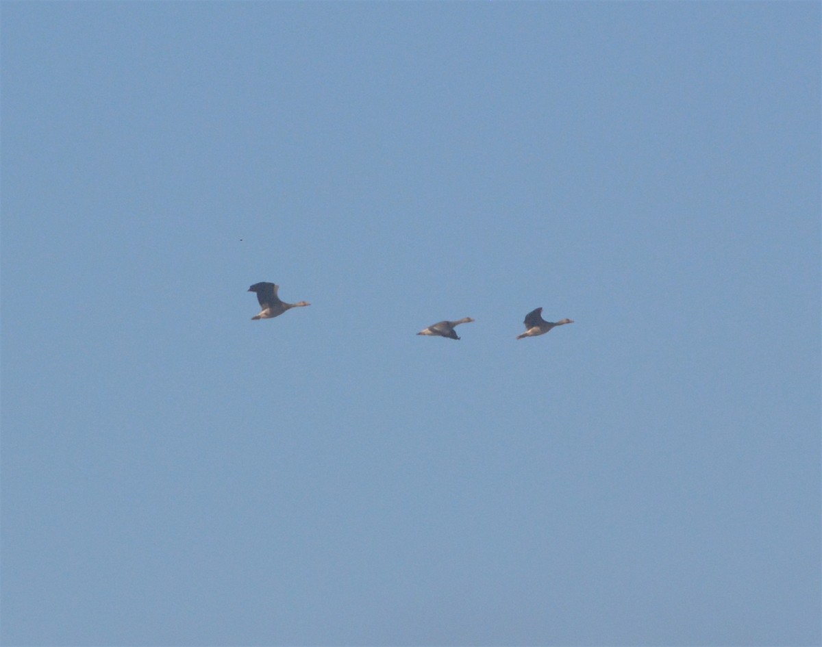 Greater White-fronted Goose (Western) - ML73323041