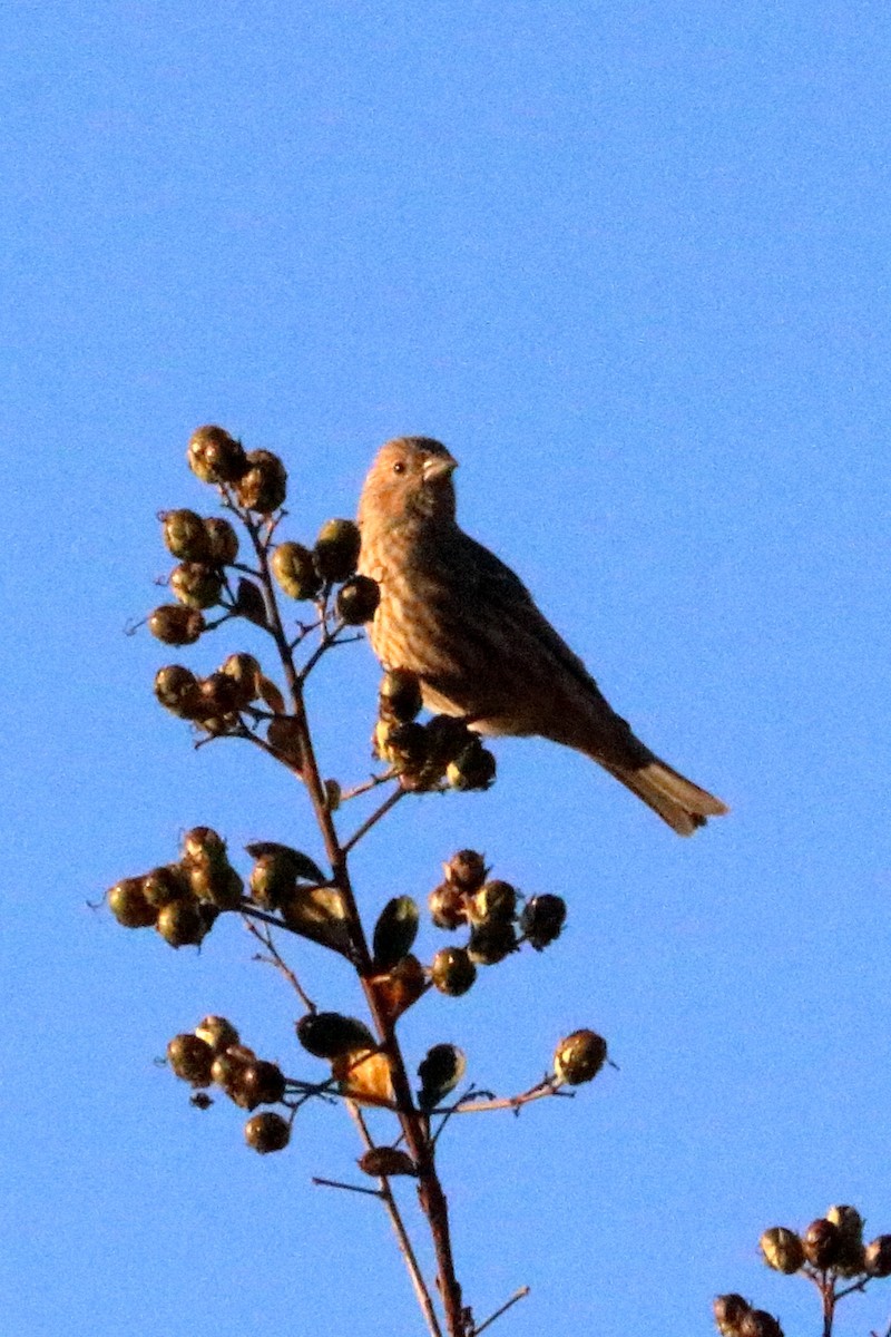 House Finch - ML73323301