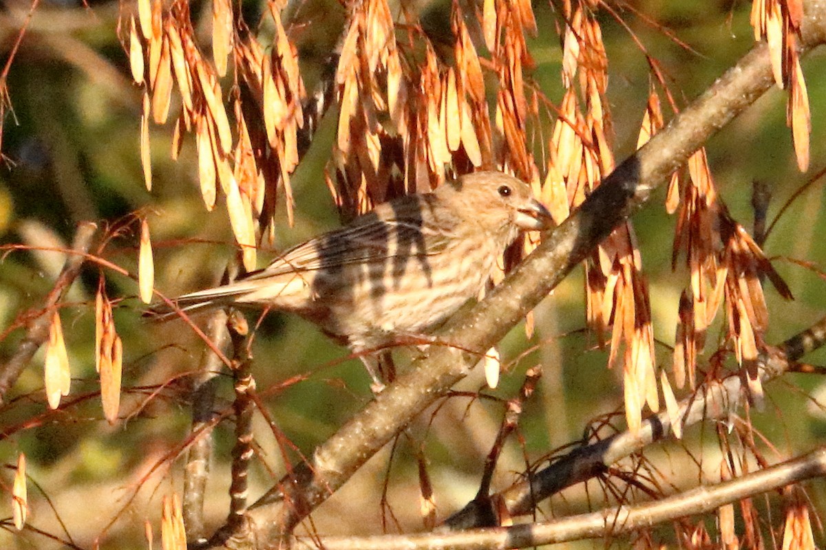 House Finch - ML73323311