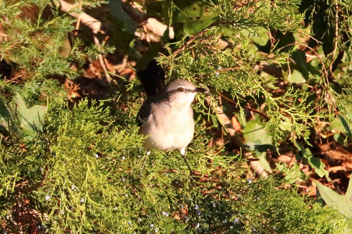 Northern Mockingbird - ML73323371