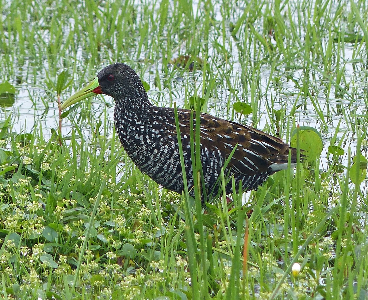 Spotted Rail - Carlos Schmidtutz