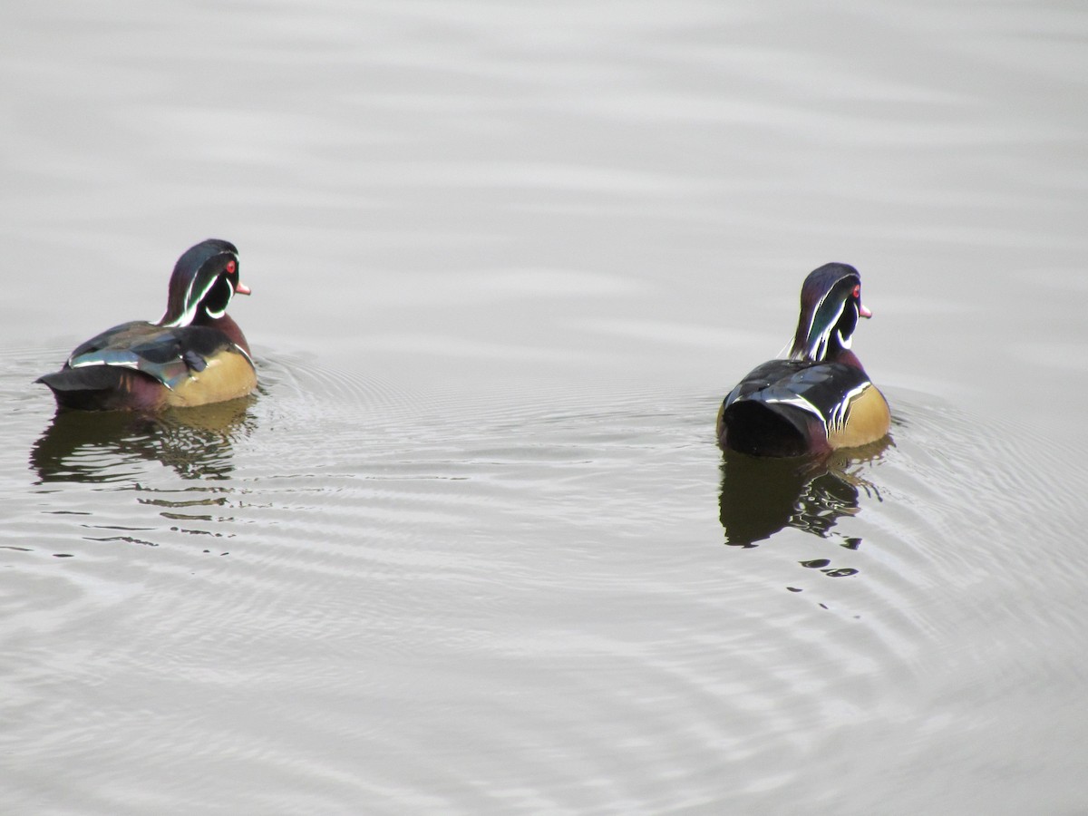 Canard branchu - ML73323561