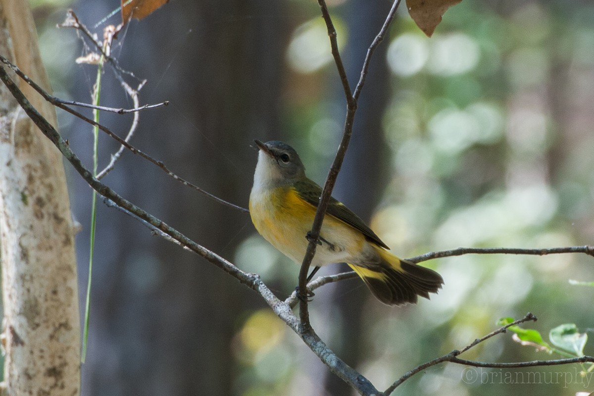 American Redstart - Brian Murphy