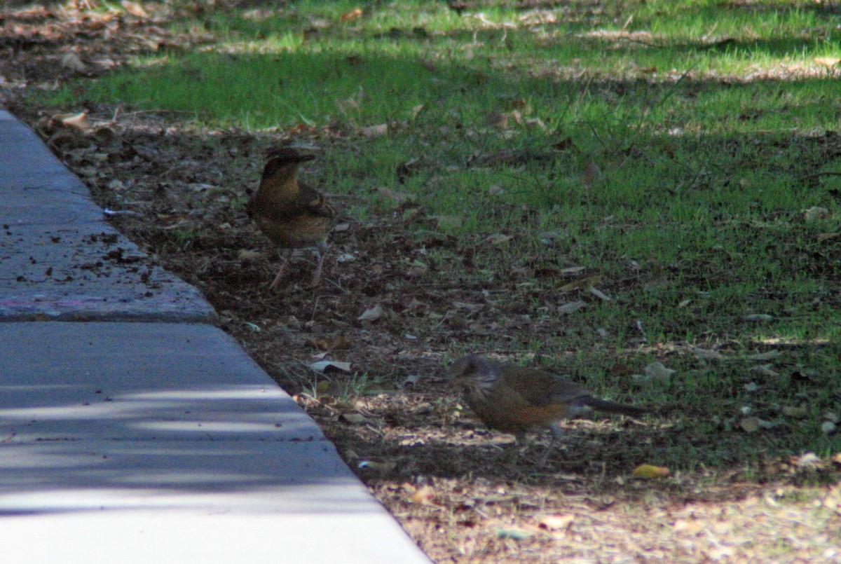 Varied Thrush - ML73325241