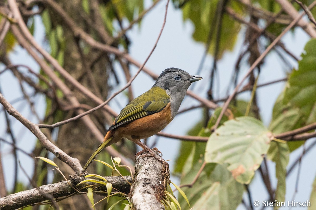 Black-headed Shrike-Babbler - Stefan Hirsch