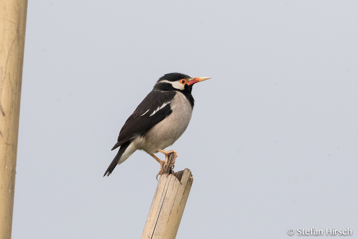 Indian Pied Starling - Stefan Hirsch