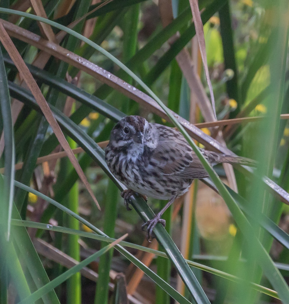 Song Sparrow - Maury Swoveland