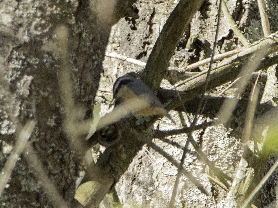 Red-breasted Nuthatch - ML73331221