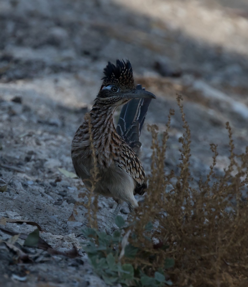 Greater Roadrunner - ML73331321