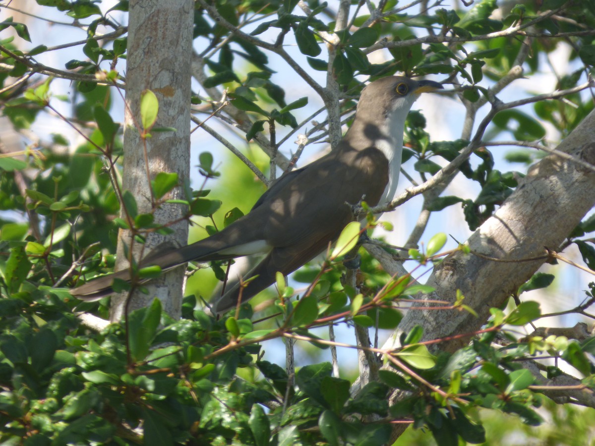 Yellow-billed Cuckoo - ML73331511