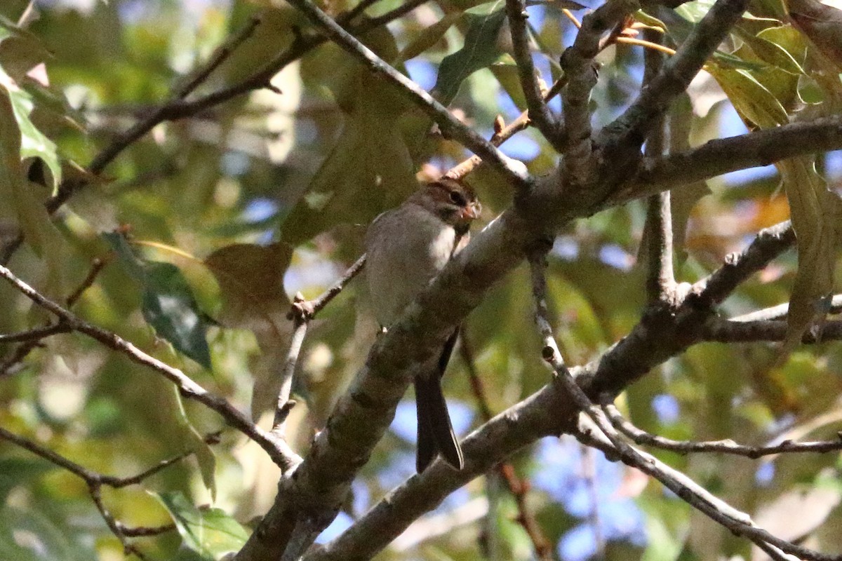 Chipping Sparrow - ML73332321