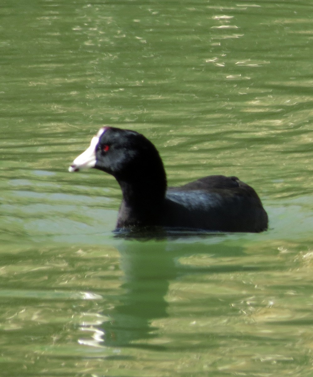 American Coot - Diane Drobka