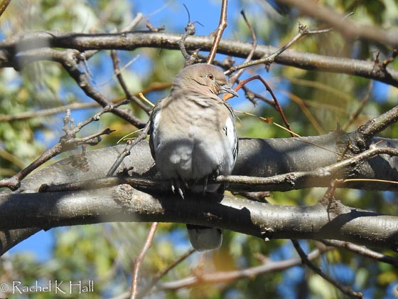 White-winged Dove - ML73334371