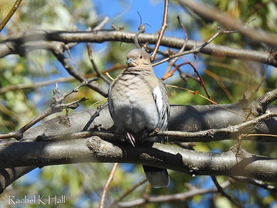 White-winged Dove - ML73334381