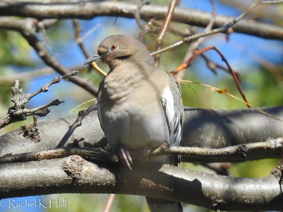 White-winged Dove - ML73334391