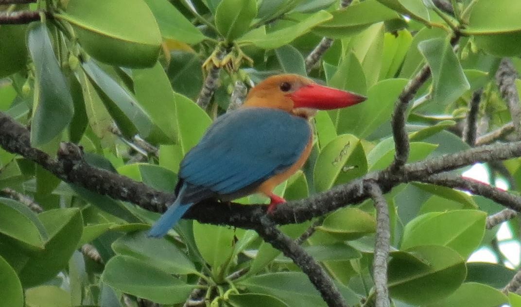 Stork-billed Kingfisher - ML73334541